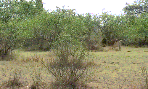 Sư tử trẻ tuổi luôn luôn hiếu thắng và thường không biết tự lượng sức mình. Khi phát hiện ra một con khỉ đầu chó ở gần lãnh địa mình sinh sống, ngay lập tức một con sư tử trẻ tuổi đã lao tới và nhận quả đắng.