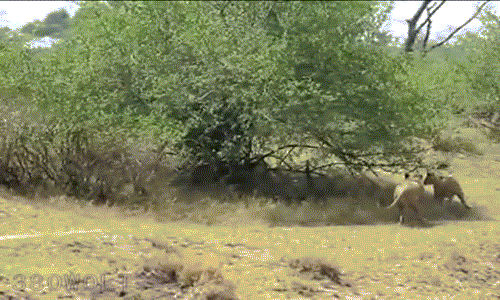 Sư xuất hiện của 3 con sư tử khác khiến cục diện tình thế thay đổi, khỉ đầu chó rơi vào thế yếu. Tuy nhiên, khỉ đầu chó không hề nao núng, nó cố thủ trong một gốc cây rậm rạp và tát trả bất cứ con sư tử nào dám tới gần.