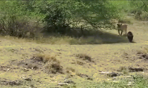 Điên tiết vì sự dai dẳng không biết điều của sư tử, khỉ đầu chó quyết tâm dạy sư tử một bài học. Nó đuổi cùng, truy tận sư tử, mục đích là không muốn tiếp tục bị sư tử làm phiền.