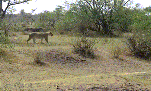 Ngay sau khi "gọi hội" thành công, sư tử trở nên tự tin và dũng mãnh hơn nhiều, nó cùng với 3 người bạn của mình, đều là những con sư tử trẻ tuổi tiến hành vây công khỉ đầu chó.