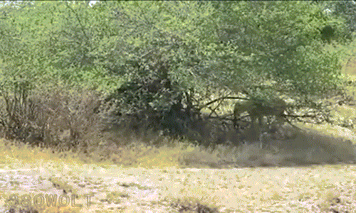 Đáng tiếc cho đội sư tử, có vẻ mọi việc không như ý khi khỉ đầu chó nhanh chân trốn thoát, để lại 4 con sư tử non kinh nghiệm sự bực tức.