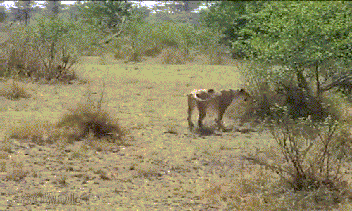 Tuy vậy, bản tính hiếu thắng không cho phép sư tử bỏ cuộc, nó không cam chịu bị đuổi đánh bởi một động vật không có ưu thế săn mồi.