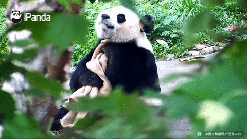 Khi còn nhỏ, gấu trúc rất lười vệ sinh thân thể. Tuy nhiên, khi trưởng thành, những con gấu trúc hầu như rất thích tự tắm táp rất sạch sẽ hệt như con người. (Ảnh: iPanda)