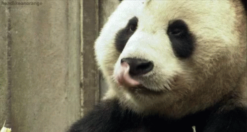 Được ăn no, gấu trúc liếm mép đầy phấn khích. (Ảnh: Pandapanda)