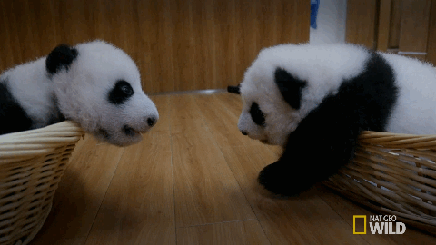 Từ bé, gấu trúc con đã biết cách khiến người khác mê đắm dáng vẻ đáng yêu, ngộ nghĩnh của mình. (Nat Geo Wild)