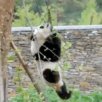 Nghĩ mình thon thả, nhẹ cân, gấu trúc nhận cái kết đắng khi học đòi đu dây giống như những loài động vật khác. (Ảnh: Funnyanimals)