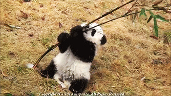 Từ khi bé tý, gấu trúc con háu ăn đã biết đu cây, bẻ cành tìm thức ăn ngon. (Ảnh:Giphy)