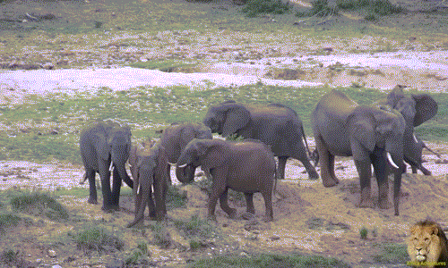 Do cấu tạo và kích thước đồ sộ của cơ thể, khi voi giao phối, thông thường phải có sự chấp thuận hoàn toàn từ voi cái. Tuy nhiên trong trường hợp này, khi con voi cái vị thành niên không tỏ ra hứng thú, voi đực trẻ tuổi vẫn không chịu buông tha.