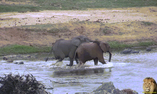 Không ngờ voi đực vị thành niên trở nên hung hăng, nó chạy theo ghìm giữ voi cái, ép buộc voi cái phải chấp nhận mình.