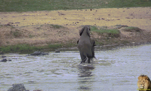 Voi cái thoát khỏi vòng vây của voi đực, đi thẳng lên bờ như chế nhạo những nỗ lực của đối phương.