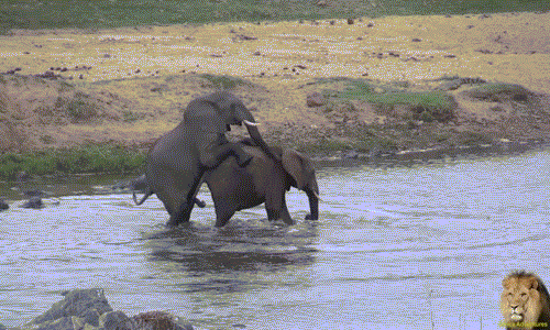 Tuy nhiên mọi chuyện không hề dễ dàng, vì thân hình đồ sộ và voi cái không chịu hợp tác, con voi đực chưa kịp thỏa mãn đã phải buông tha cho bạn tình.