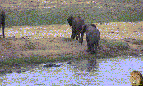 Không đạt được mục đích, con voi đứng chán nản đứng tần ngần bên bờ suối. Có lẽ trong tương lai, nó sẽ thành công khi đã học hỏi được nhiều kinh nghiệm tán tỉnh bạn tình dịu dàng hơn từ các thành viên khác trong bầy.