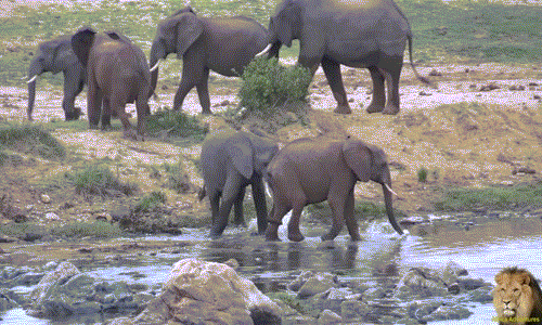 Ngay cả khi không nhận được tín hiệu cho phép, voi đực vẫn rất kiên trì.