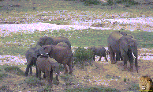 Thậm chí, khi voi cái lảng tránh bằng cách bỏ xuống lòng suối, con voi đực vẫn bám theo, không từ bỏ ý định.