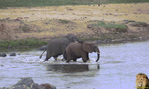 Có thời điểm, voi đực trẻ tuổi hung hãn đã gần như thực hiện được mục đích giao phối của mình khi nó nhảy được lên lưng của voi cái.
