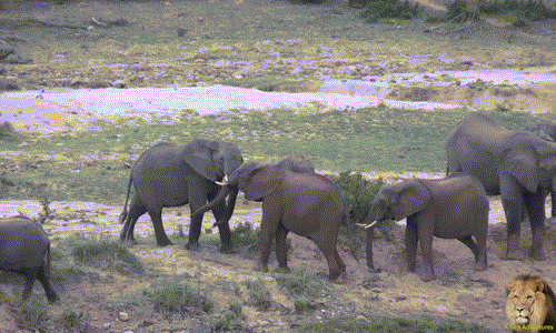 Voi không có mùa giao phối riêng biệt, chúng chỉ có thời kỳ động dục và khi đến thời kỳ này, những con voi đực thường rất hung hăng. Chúng có thể trở nên hung hãn và bạo dạn khác thường, ép buộc con cái theo ý mình. Trong ảnh là một con voi đực trẻ tuổi đang cố gắng mời gọi voi cái vị thành niên.