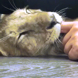 Sư tử nhầm lẫn ngón tay người là vú mẹ.