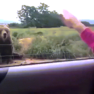 Một con gấu nâu siêu thân thiện vẫy chào khách tham quan.