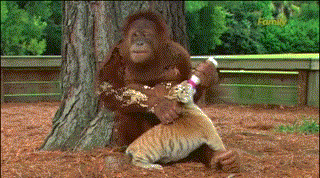 Ảnh động thú vị ghi khoảnh khắc cảm động về tình mẫu tử khác loài của mẹ đười ươi con hổ.