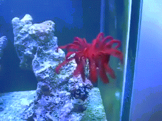  Ảnh động màn "múa lửa" đặc sắc của một động vật biển thân mềm.