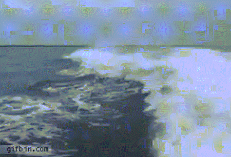 Cá heo nghịch ngợm phá bĩnh màn nhào lộn của đồng loại trong hình ảnh động thú vị.