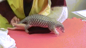 Khoảnh khắc tê tê con nũng nịu người chăm sóc.