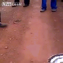 Màn lừa đảo ngoạn mục của đại bàng.