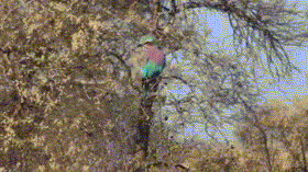 Vũ công chim đỉnh cao, lắc thân người mà không hề di chuyển đầu.