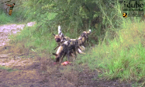 Tất nhiên, những con chó hoang không chừa lại bất cứ thứ gì, chúng ăn thịt linh dương Impala sạch sẽ đến mức không còn cả một mảnh vụn.