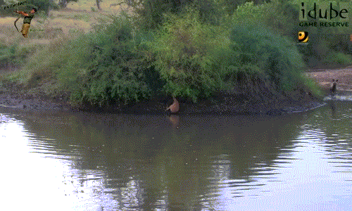 Ngay lập tức, linh dương tội nghiệp phải trả giá bằng cả mạng sống của mình khi chủ quan, không ẩn nấp kỹ.