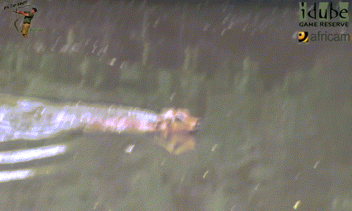 Tuy nhiên khi bơi vào gần đến bờ, thấy bóng dáng của chó hoang, con vật tội nghiệp là vất vả bơi ra giữa hồ.