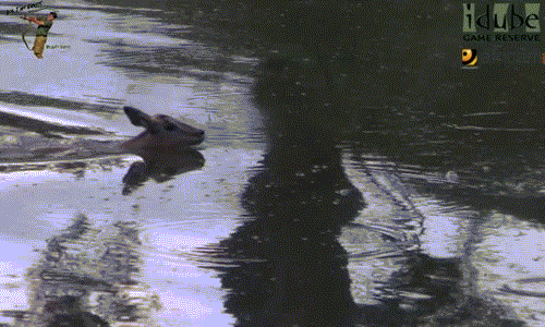 Cảnh tượng kịch tính khi chó hoang châu Phi xé xác linh dương Impala non được ghi lại tại khu bảo tồn động vật Idube Game Reserve ở Nam Phi khiến nhiều người kinh khiếp. Trong ảnh là linh dương Impala đang cố gắng bơi vào bờ để trốn thoát.