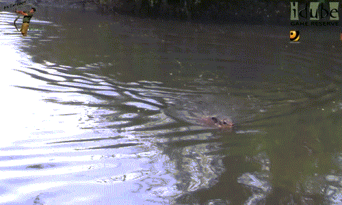 Nó thậm chí không dám vào gần bờ bởi sợ hãi sự tấn công bất ngờ từ đàn chó hoang khát máu.