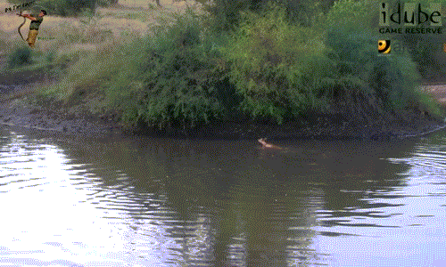 Khi thấy bốn bề yên ắng, linh dương Impala ngây thơ trèo lên bờ, ẩn mình trong bụi cây.