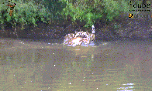 Ngay sau khi bắt được linh dương Impala, hai con chó hoang trưởng thành nhanh chóng kéo con mồi ra khỏi nước, hướng đến bãi cỏ rộng rãi trên bờ.