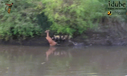 Nó bị đàn chó hoang lao đến tấn công nhanh như chớp. Mặc dù cố gắng nhảy xuống dòng nước mong thoát thân nhưng lần này linh dương đã chậm chân, nó hoàn toàn bị chó hoang hung dữ khống chế.