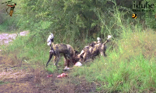 Chỉ trong vòng vài phút, cơ thể của linh dương Impala đã bị xâu xé rách toạc, nội tạng rơi cả ra ngoài.