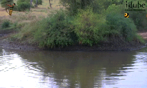 Do quá đuối sức vì phải bơi liên tục, không thể chạy đi ngay, linh dương Impala trượt xuống mép nước, để lộ tung tích của mình.