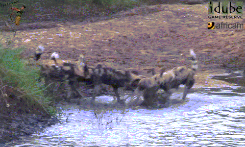 Vừa kéo được linh dương ra khỏi nước, cả đàn chó hoang gồm 5 con đã tranh nhau xâu xé cơ thể linh dương còn đang sống.