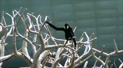 Vượn Gibbon trổ tài đu cây cực chuyên nghiệp.