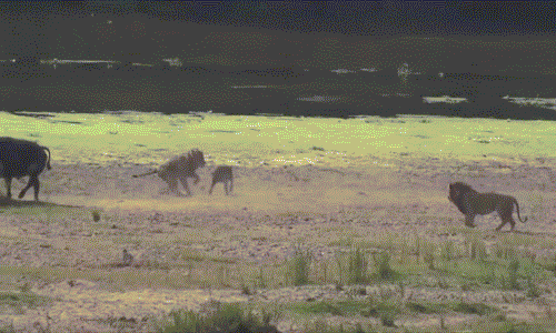 Do chênh lệch về số lượng, trâu mẹ tuyệt vọng trong nỗ lực bảo vệ con mình. (Theo Wild Animals Attack)