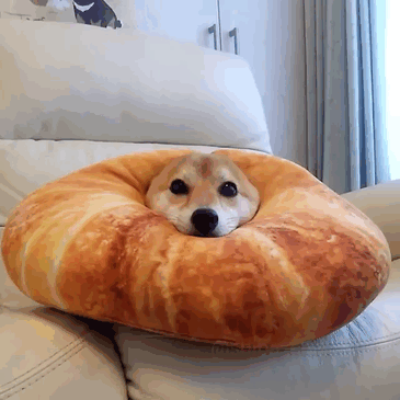 Chỉ cần được cho ăn, chú chó Shiba Inu đáng yêu có tên Charmy này sẽ trở nên ngộ nghĩnh hết sức có thể.