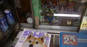 Không chỉ đáng yêu, chó Shiba Inu còn rất thông minh, chăm chỉ, có thể thành thạo công việc bán hàng thay chủ nhân của mình.