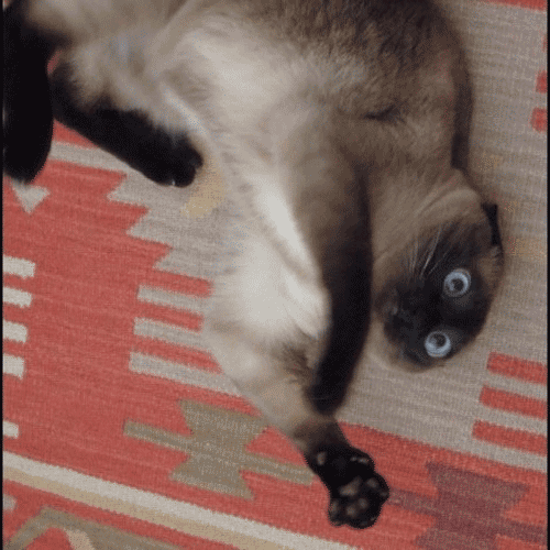 Theo nghiên cứu, trong cỏ bạc hà dành cho mèo có chứa chất hóa học gọi là nepetalactone, có tính nhờn, dễ làm mèo hưng phấn. Chất này có tác dụng an thần cho con người nhưng không gây hưng phấn ở người.