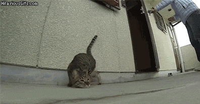 Theo nghiên cứu, cỏ bạc hà mèo hay cỏ mèo catnip là một loài thực vật nằm trong họ lúa mạch, chứa nhiều chất xơ nên được sử dụng để hỗ trợ tiêu hóa cho mèo.