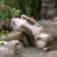 Trên thực tế, hiện tượng mèo phê ma túy là hiện tượng không hề hiếm, xảy ra khi những con mèo hít quá liều loài cỏ bạc hà, gây ra ảo giác, không kiểm soát được trạng thái hưng phấn của bản thân.