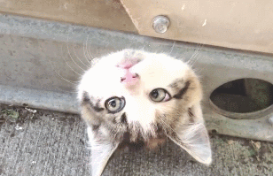 Trong ảnh là một con mèo phê cỏ bạc hà, hoàn toàn mất khống chế hành vi, khuôn mặt của nó ngáo ngơ không hề biết mình đang làm gì.