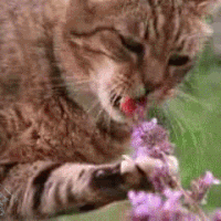 Dù không gây nghiện nhưng khi những con mèo phê cỏ bạc hà, chúng cũng gây ra đầy đủ những tình huống bi hài, khiến chủ nhân "không đỡ nổi".