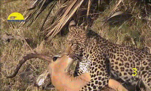 Tưởng như linh dương đã chết chắc dưới vuốt báo đốm thì một điều kỳ diệu xảy ra. Linh dương được khỉ đầu chó cứu thoát rất ngoạn mục.