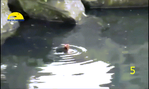 Tiếp theo là sự kiện đười ươi tốt bụng cứu chim non khỏi chết đuối. Khi thấy một con chim non vùng vẫy dưới nước, không thể lên bờ, đười ươi đã định dùng một chiếc lá để cứu chim non.